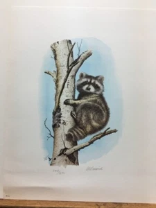 Al Dormisch Waschbär in Baum Wildlife signierter & nummerierter Kunstdruck - Bild 1 von 1