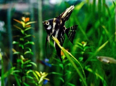 Pack de 3 - Canica Pez Ángel - Tamaño Adulto Foto 1 de 3