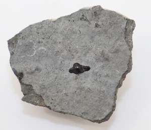 Haizahn, Polyacrodus polycyphus, Trias, Lettenkeuper, Satteldorf, GER -k27 - Bild 1 von 4