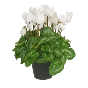 Ciclamino Bianco in Vaso | Pianta Ornamentale da Interno ed Esterno - Picture 1 of 1