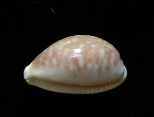 Caracoles Cypraea vitellus DWARF 27 mm F++ - Imagen 1 de 4