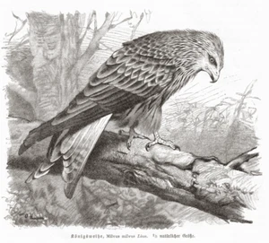 Königsweihe Rotmilan Milvus milvus Milan Holzstich 1912  Ornithologie Vogel - Bild 1 von 1