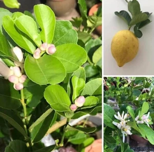 Grafted Dwarf EUREKA Lemon Citrus Tree 26-30” Citrapot Ship UPS Overnight - Picture 1 of 9