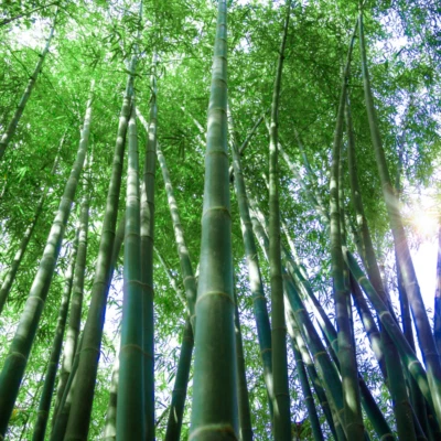 Dendrocalamus peculiaris (Giant Clumping Bamboo) 5 SEEDS | Rare Garden Plants UK - Image 1 of 2