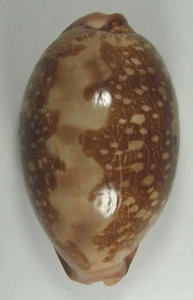 CYPRAEA MAPPA ADMIRABILIS 76.30mm SUPER CHOICE RARE SPECIMEN Tuamotus, Fr. Poly - Picture 1 of 4