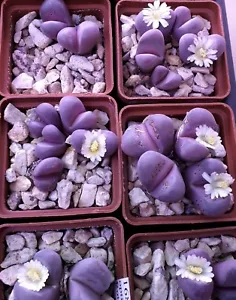 Lithops óptica cv Rubra C287 MG1685 semillas 100 piezas 2023 años - Imagen 1 de 1