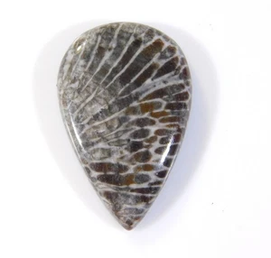 Top Natural Designer Black Fossil Root Pear Cabochon Gemstone 14 CT DB=030 - Imagen 1 de 7