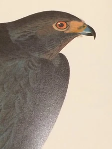 Harlan's Red tailed Hawk Audubon Print 11.5" x 15" Litho 97 Black Warrior - Picture 1 of 10