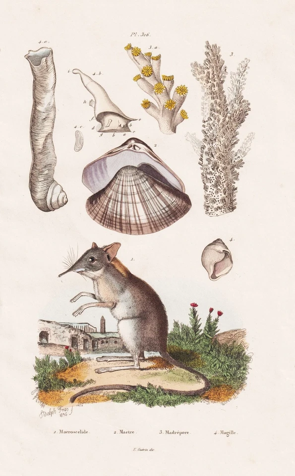 Korallen coral Maus Mäuse Muscheln shells Stahlstich Guerin-Meneville 1833 - Bild 1 von 1