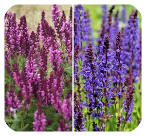 Salvia superba 'Blue and Rose' Queen Mixed Hardy Perennial Large Plug Plants x 6 - Picture 1 of 5