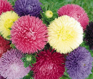 ASTER GREMLIN DOUBLE MIXED COLORS Callistephus Chinensis - 150 Bulk Seeds - Picture 1 of 1