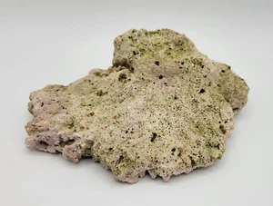 Natural White Coral Piece Ocean Reef Sea Decor Nature Aquarium 13oz 6" Long - Picture 1 of 5