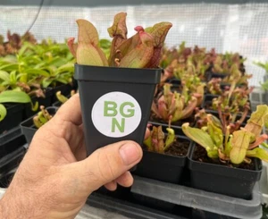 Purple Pitcher Plant - Sarracenia purpurea var. venosa - Carnivorous Plant - Picture 1 of 9