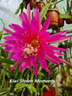Epiphyllum Blattkakteen Hybride " Kiwi Stolen Moments "