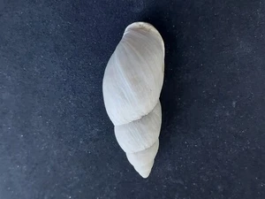 #0064 Placostylus ambagiosus Worthyi, New Zealand, 68.2mm land snail shell - Picture 1 of 3