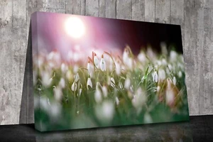 Snowdrops Close up Canvas prints wall art framed or print only - Picture 1 of 6