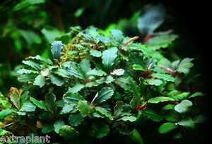 Bucephalandra Green Wavy Pot Rare Live Aquarium Plants BUY2GET1FREE*