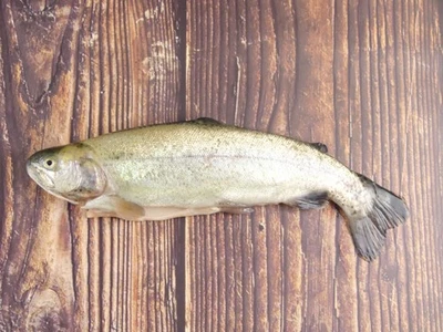 Forelle ganzer Fisch küchenfertig frisch für Sie geschlachtet Frischfisch 350g - Bild 1 von 3