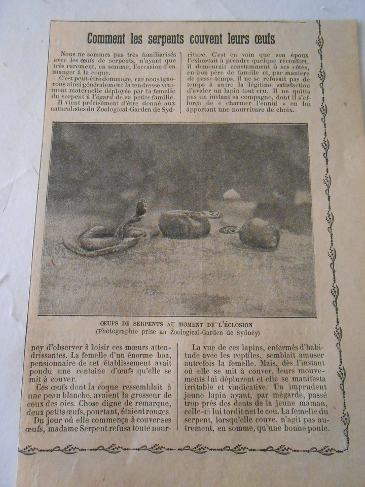 Comment les Serpents couvent leurs Oeufs Image Print 1909 - Photo 1/1