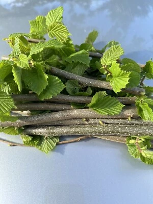 Haselnuss ,Äste, Zweige Nager, Pferde, Bio,Bastelholz Knabberholz 800Gramm - Bild 1 von 4