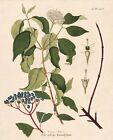 Cornus Sericea Corniolo Dogwood Incisione Engraving Botanical Krauss 1802