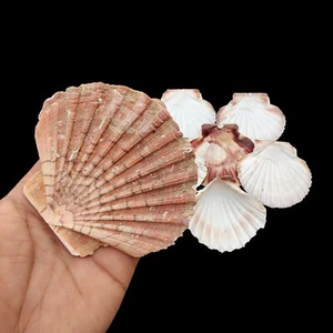 Natural River Conch Sea Shell, Natural Decor Seashells for home Decoration. - Picture 1 of 8