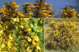 Gorse (Ulex Europaeus) 50+ seeds Winter Flowering | Furze | Same Day Dispatch - Picture 1 of 3