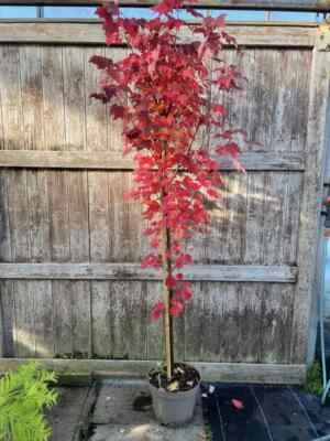 Red Maple Tree 'Brandywine' 🍁Acer rubrum 2m+ tall Amazing Autumn Colours (10L) - Image 1 of 4