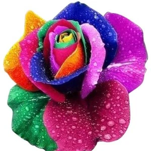 Rainbow Rose seeds Colorful Roses Seed Beautiful Flower Rose Flowers 100pcs - Picture 1 of 7
