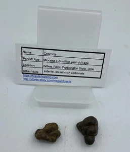 Washington State Coprolite Genuine Fossilized Feces Poop Dung CP1 - Picture 1 of 4