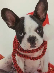 Trimmerry Festivo Bulldog Francese Biglietti di Natale Cane in Cappello di Babbo Natale - Foto 1 di 1