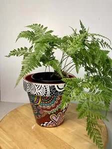 Rabbits Foot Fern- Lush And Healthy- Sent Potted- Indoor plant. - Picture 1 of 10