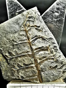 Alethopteris lonchitica – Carboniferous fossil fern - Picture 1 of 7