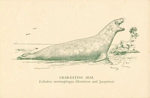 Postcard Crab Eating Seal Drawing National Museum Melbourne - Picture 1 of 2