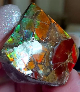 Ammolite Ammonite tabletop Display Piece 34.1x29.1x10.7mm 16812 - Picture 1 of 4