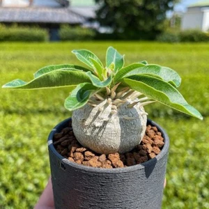 1,5-2 cm 1 pièce Pachypodium Densiflorum X Brevicaule beau jardin rare vivant - Photo 1/9
