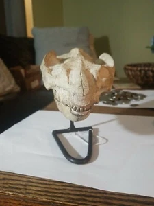 Teschio Oreodont su supporto in metallo, Leptauchenia, fossile, Badlands South Dakota, bello - Foto 1 di 4