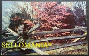 POSTCARD THE JUDAS TREE A FLASH OF COLOR IN VERDANT VIRGINIA CC05025 USA - Bild 1 von 1