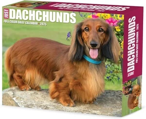 Willow Creek Press,  Just Dachshunds 2025 Desk Calendar - Picture 1 of 3
