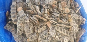 Organic Babool Phali Pods Vachellia Acacia Nilotica, Nep nep 500g /£27.50 - Picture 1 of 4
