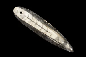 Piedra metafísica de curación de chakra raíz cruda natural perforada de 2" fósil Orthoceras - Imagen 1 de 5