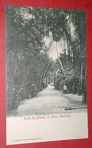 CPA MARTINIQUE - Jardin des Plantes St. Pierre - Imagen 1 de 2