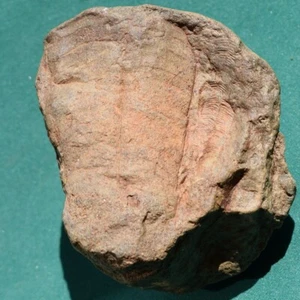Rare Conulariid Fossil – Devonian Conularia – Bolivia Paleozoic Collector's item - Picture 1 of 10