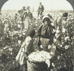 C1900 Nero Americano Negro Bambini Picking Cotone Mississippi Keystone Stereoview - Foto 1 di 3