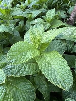 Peppermint Live Edible Aromatic Herb Plant Pack easy care herbs 4”-7” pack of 3 - Image 1 of 3
