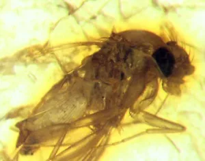 Pliocene Amber from Africa, fossil insect inclusion - super hairy fly #46 - Picture 1 of 3