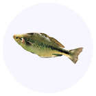 24 x 40mm Round &#39;Lake Kutubu Rainbowfish&#39; Stickers (SK00059415)