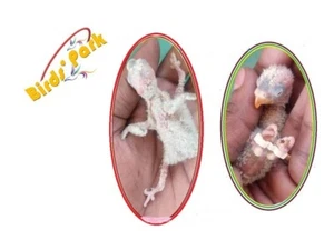 Splayed LegBird Treatment Bracelet Canary Budgie LoveBird Cockatiel Conure-36Pcs - Picture 1 of 6
