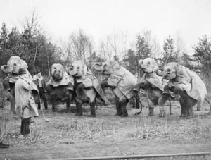 Peter Seltman addresses members Yellow Star Movement which oppo- 1962 Old Photo - Picture 1 of 1