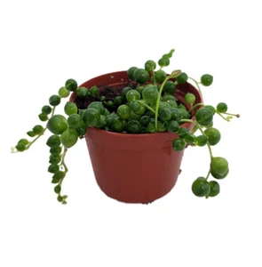 String of Pearls - Succulent - Curio rowleyanus - 2.5" Pot - Picture 1 of 1